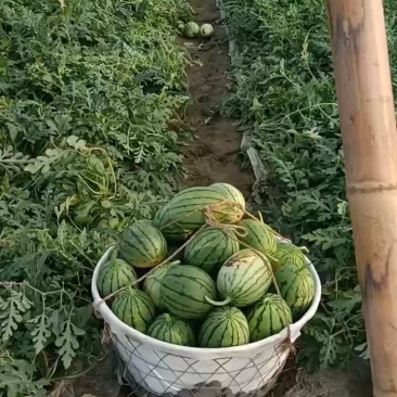 杭州萧山专业种植大棚小西瓜早春红玉秀玉等优良产品