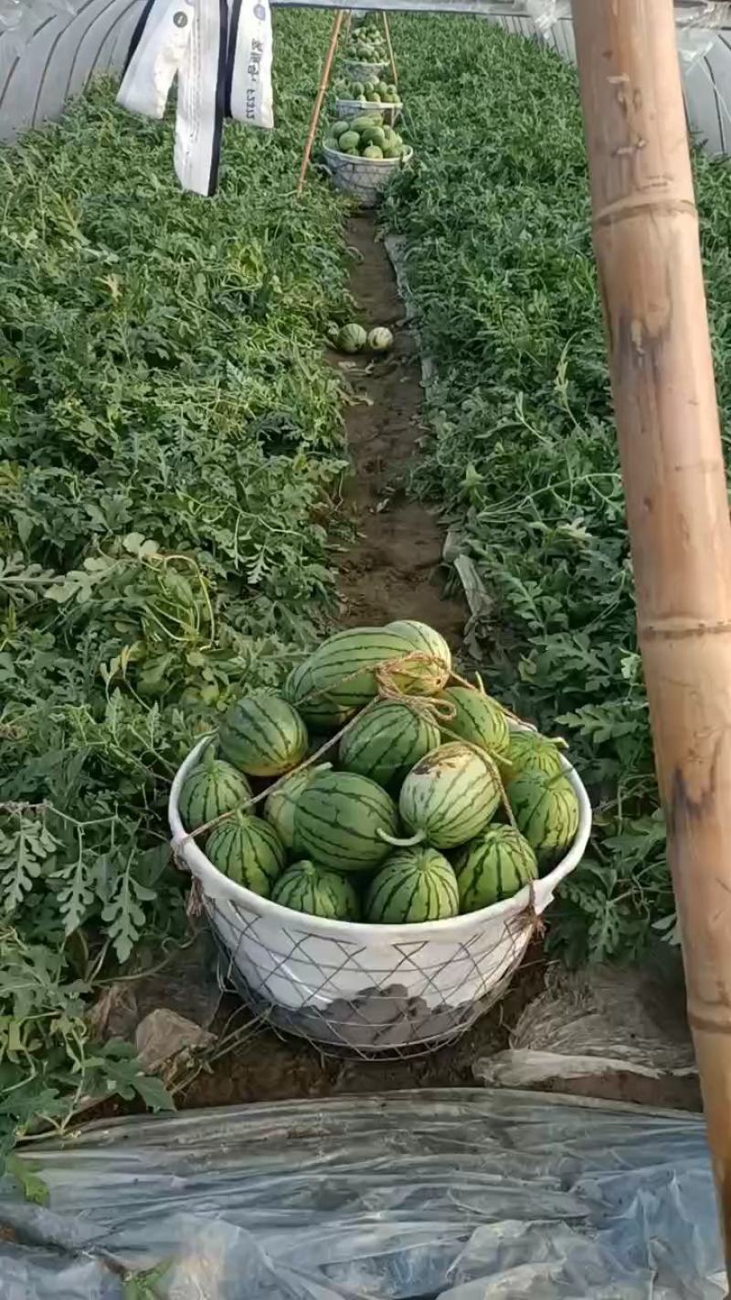 杭州萧山专业种植大棚小西瓜早春红玉秀玉等优良产品