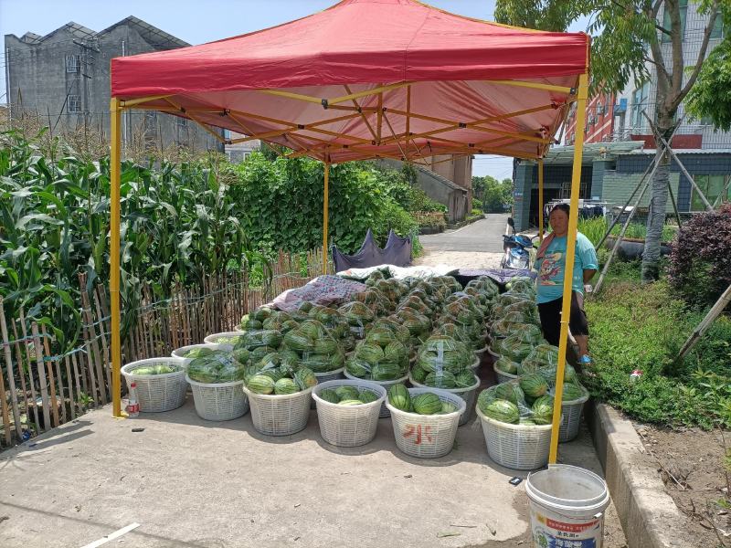 杭州萧山专业种植大棚小西瓜早春红玉秀玉等优良产品