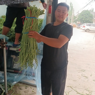 长豆角莘县懂社庄长豆角大量上市中价格便宜优惠。产地直销。