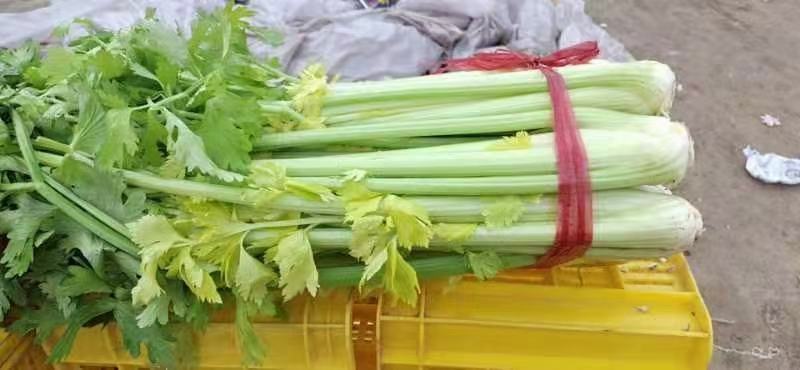 西芹菜种子耐低温产量高实心颜色淡黄囗感好经济效益高