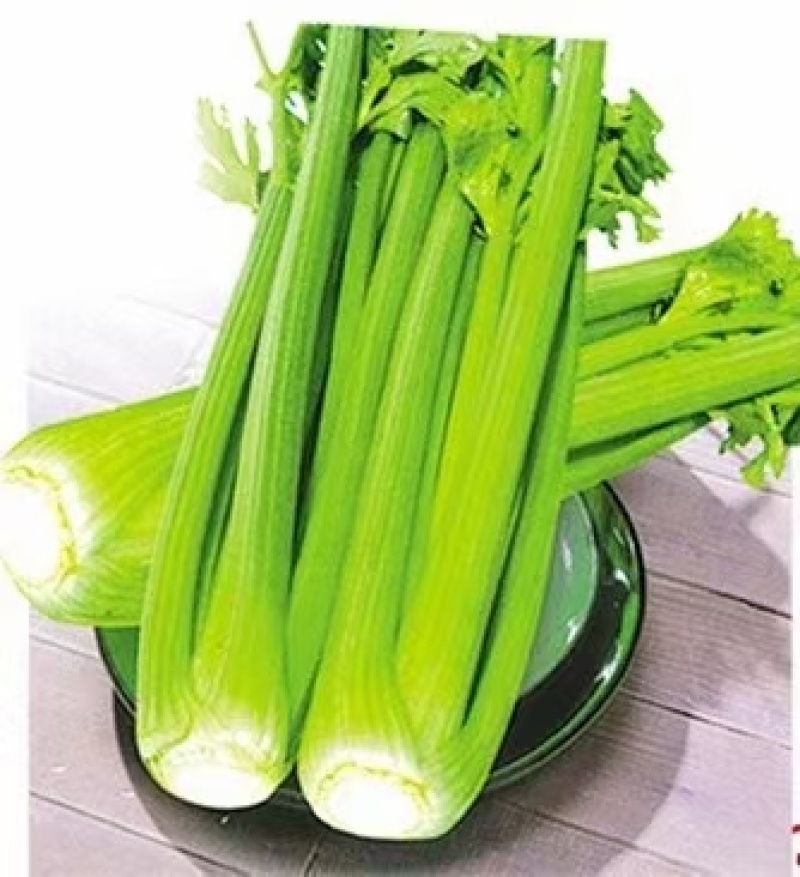 西芹菜种子耐低温产量高实心颜色淡黄囗感好经济效益高
