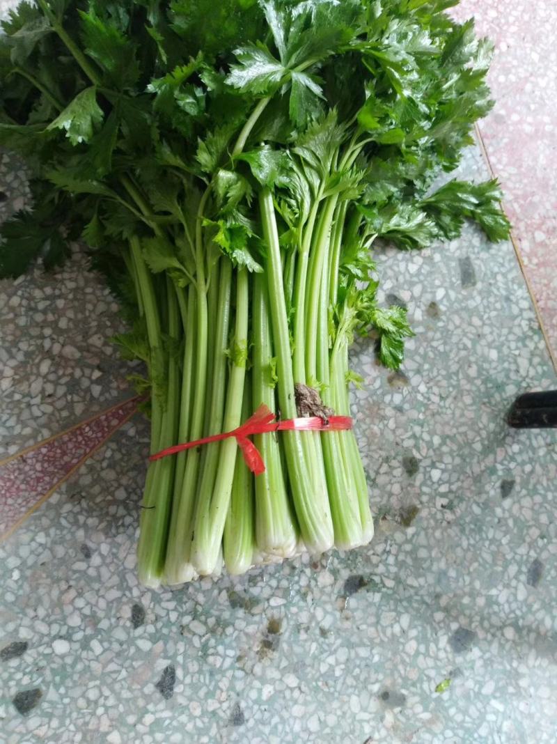 西芹菜种子耐低温产量高实心颜色淡黄囗感好经济效益高