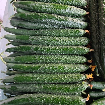 精品干花带刺黄瓜，兰陵县鲁南蔬菜批发市场大量有货