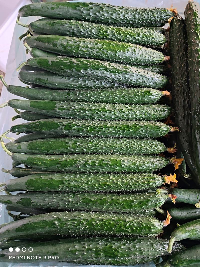 精品干花带刺黄瓜，兰陵县鲁南蔬菜批发市场大量有货