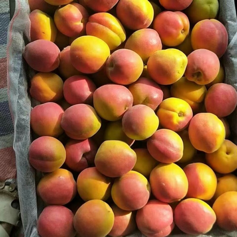 串枝红杏