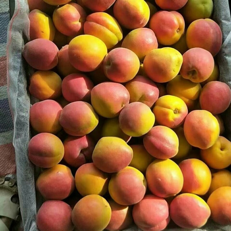 串枝红杏