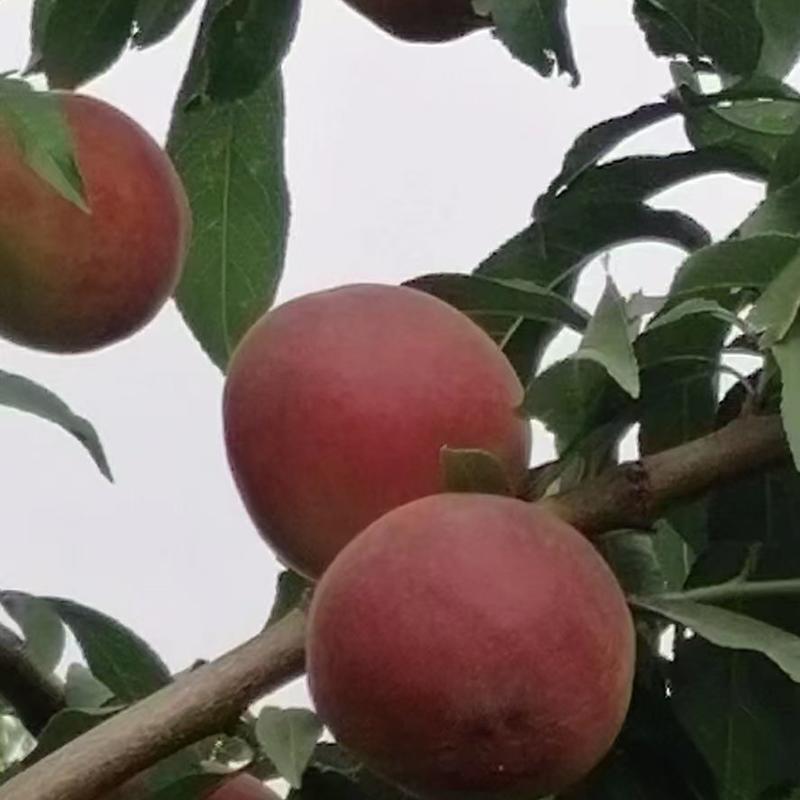 各种盘桃，油桃，毛桃大量上市