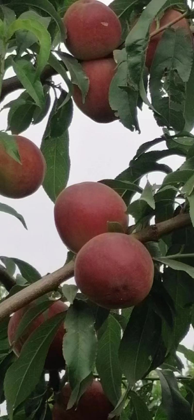 各种盘桃，油桃，毛桃大量上市