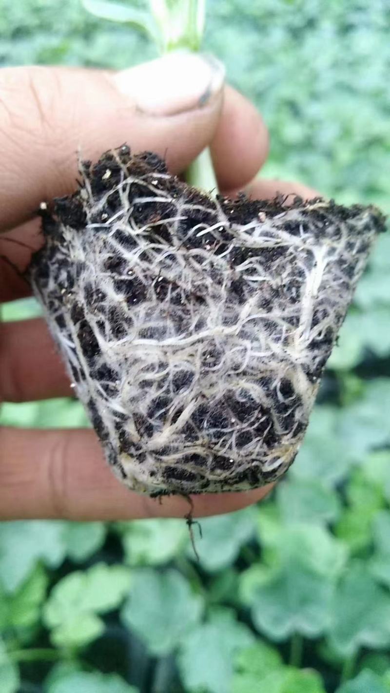 哈蜜瓜苗子，抗病抗裂，大果型，易管理商品性强