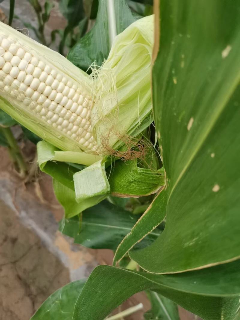 精品大个白糯，个头大无虫，棒子顶满出货量大