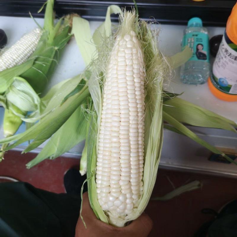 精品大个白糯，个头大无虫，棒子顶满出货量大
