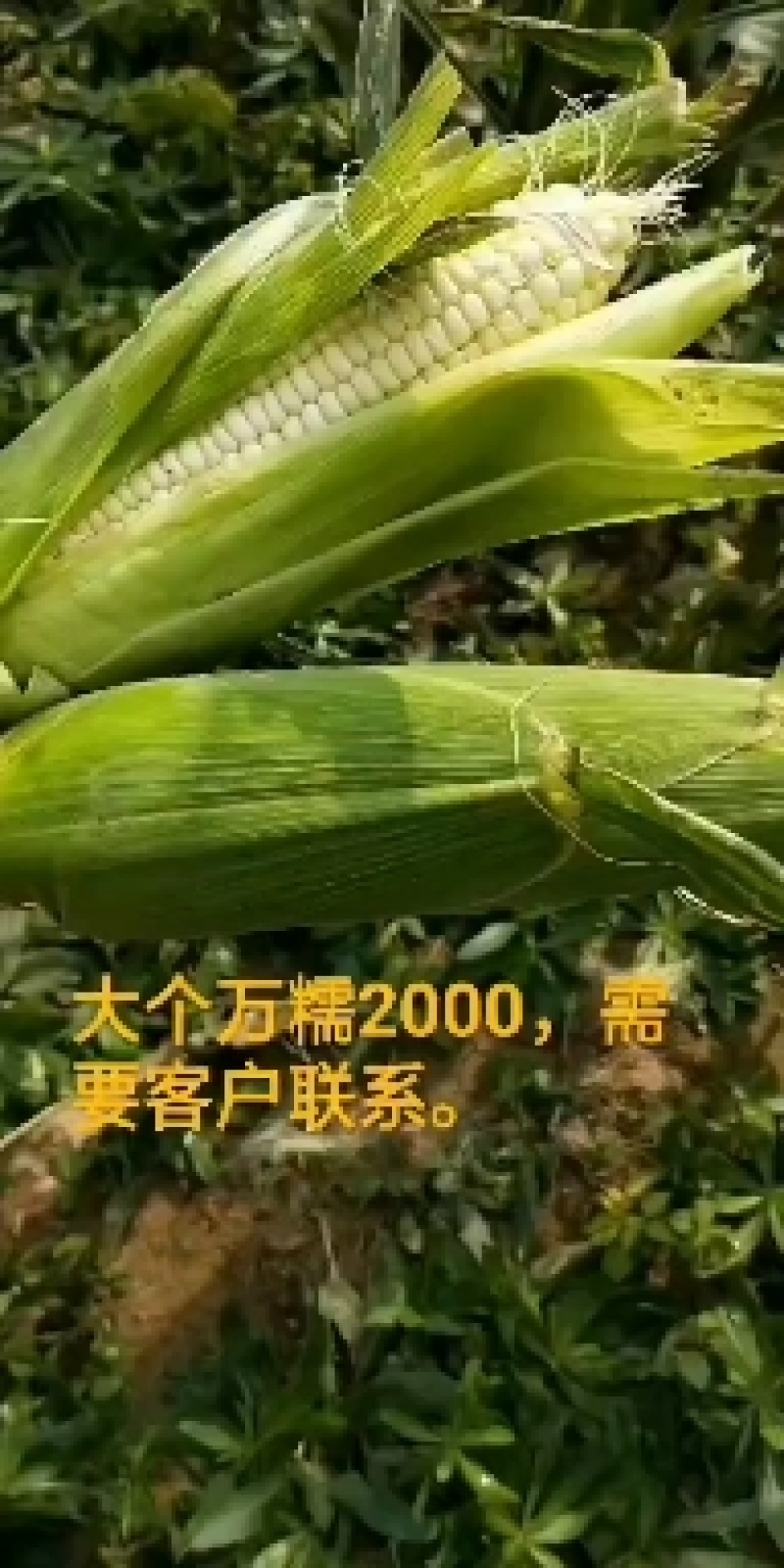精品大个白糯，个头大无虫，棒子顶满出货量大