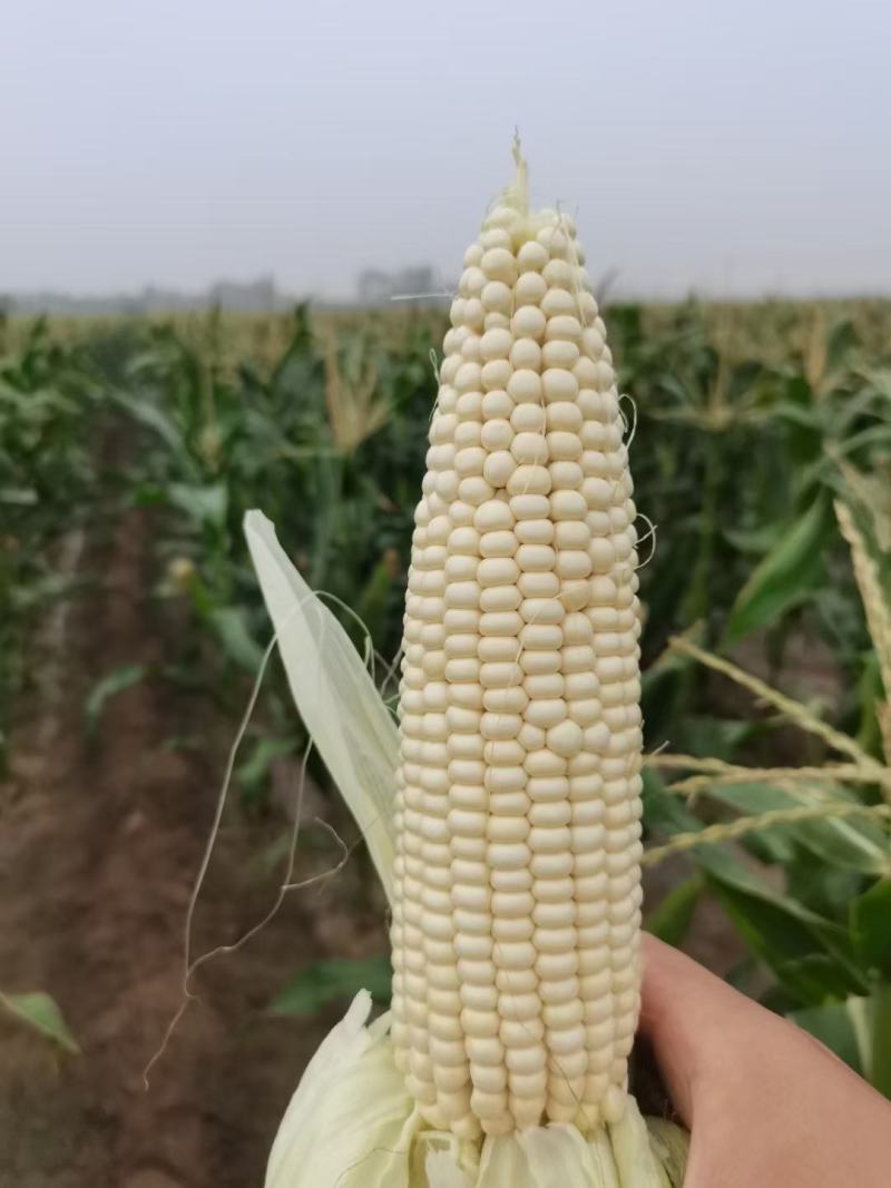 精品大个白糯，个头大无虫，棒子顶满出货量大