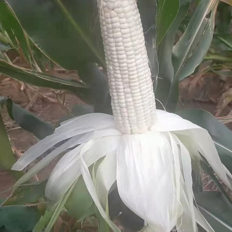 精品大个白糯，个头大无虫，棒子顶满出货量大
