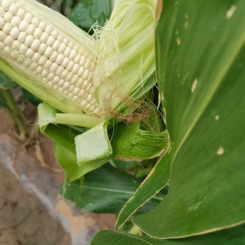 精品大个白糯，个头大无虫，棒子顶满出货量大