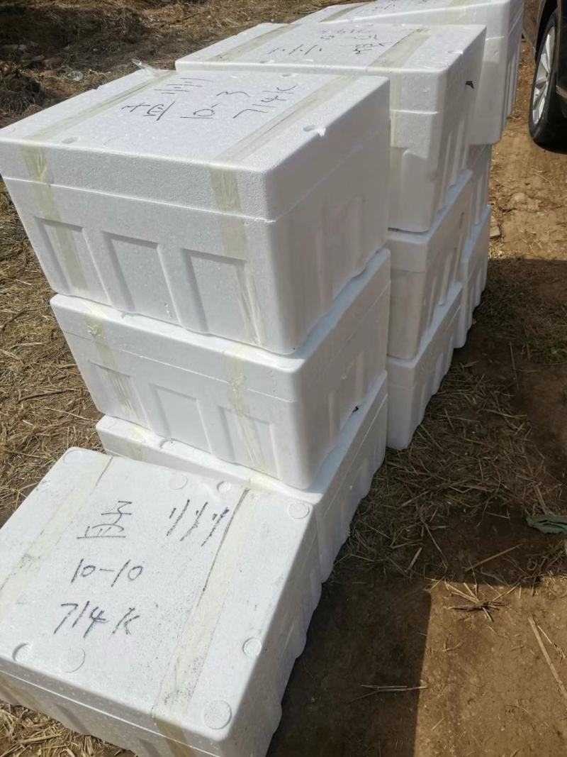 哈蜜瓜苗子，抗病抗裂，大果型，易管理商品性强