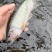 马口鱼苗