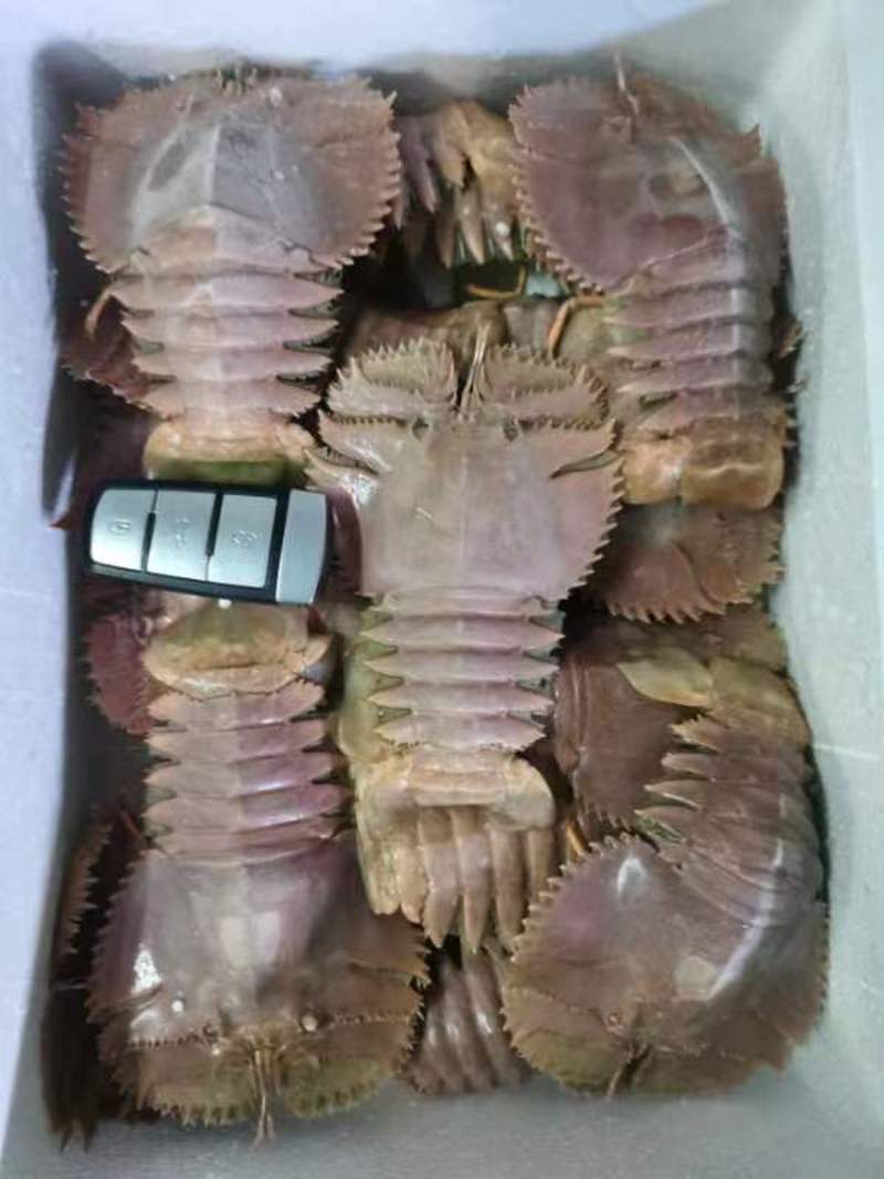 东海琵琶虾厂家供货直供商超大型批发商，一手货源