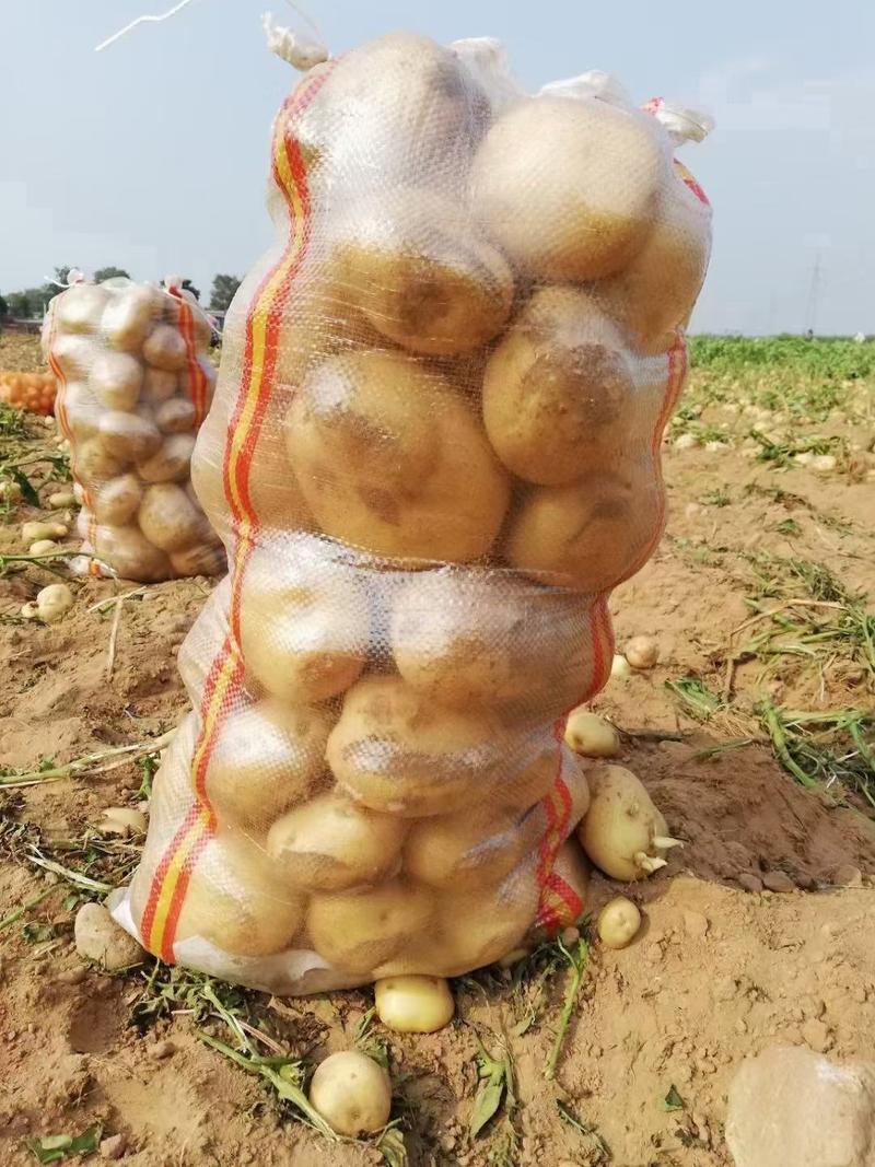 【黄心土豆】中暑5号山地黄心土豆大量上市了个大皮毛亮暑型正