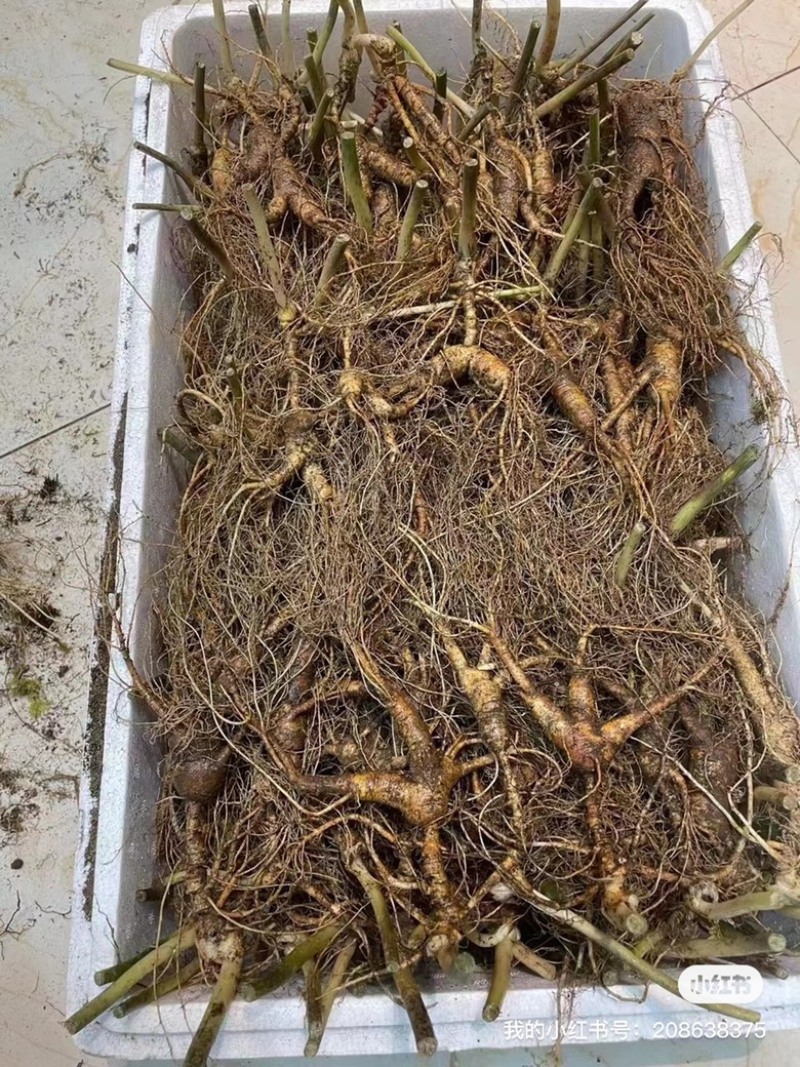 长白山林下参都是16-20年的山参