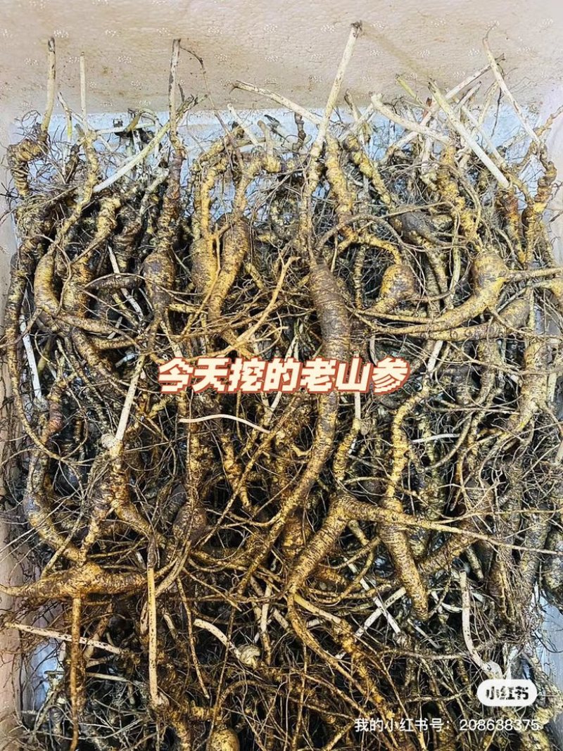 长白山林下参都是16-20年的山参