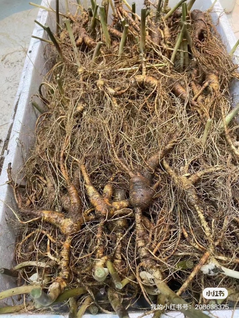 长白山林下参都是16-20年的山参