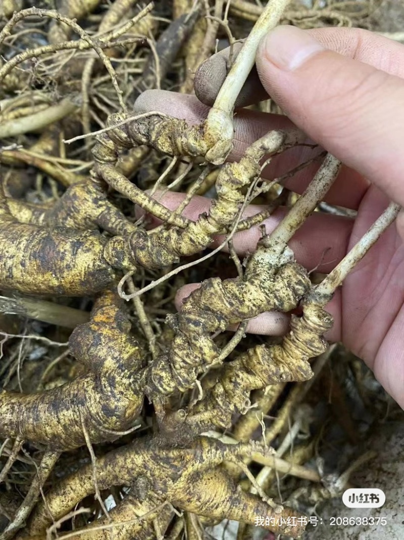 长白山林下参都是16-20年的山参