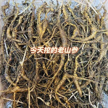 长白山林下参都是16-20年的山参
