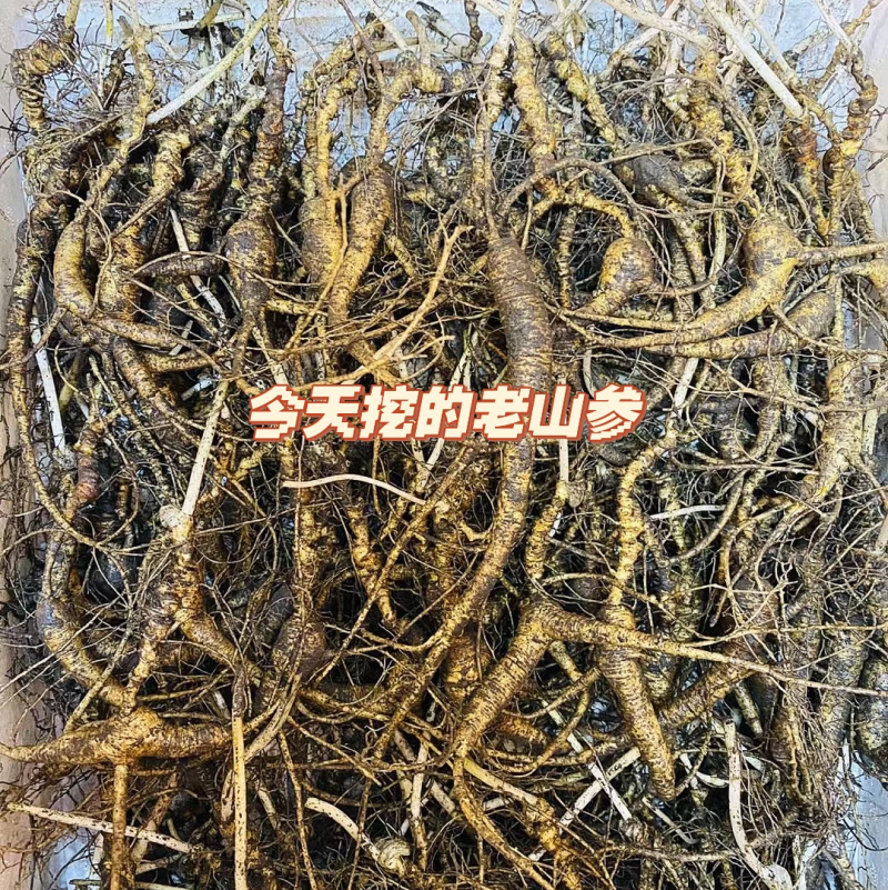 长白山林下参都是16-20年的山参