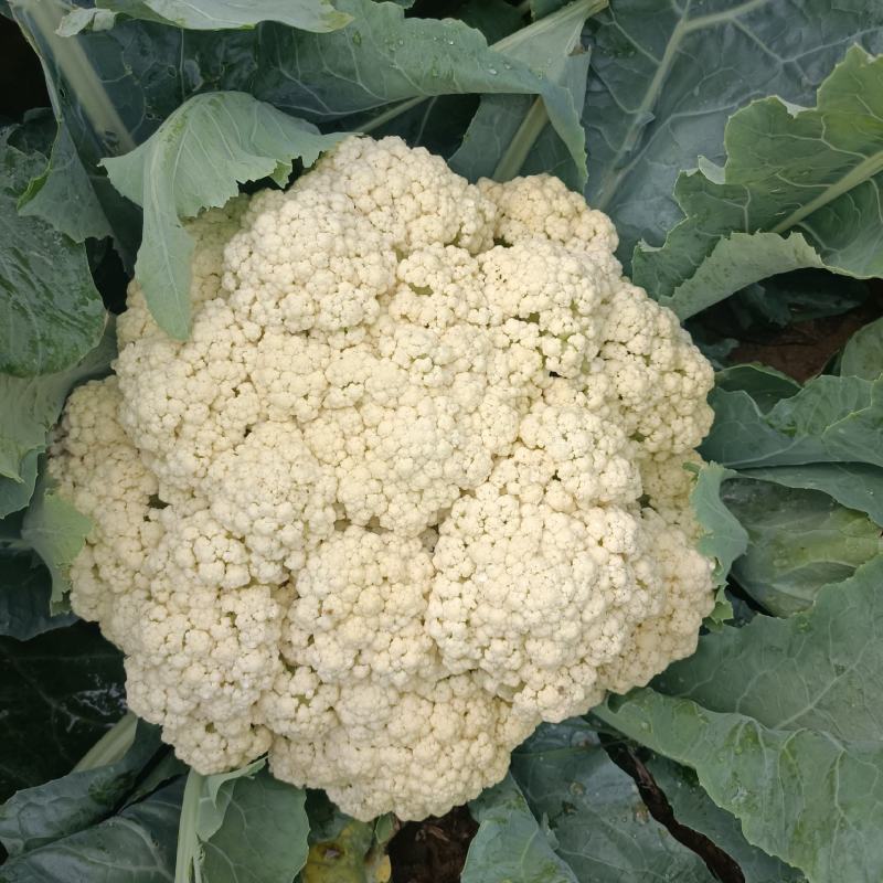 精品甘蓝菜菜