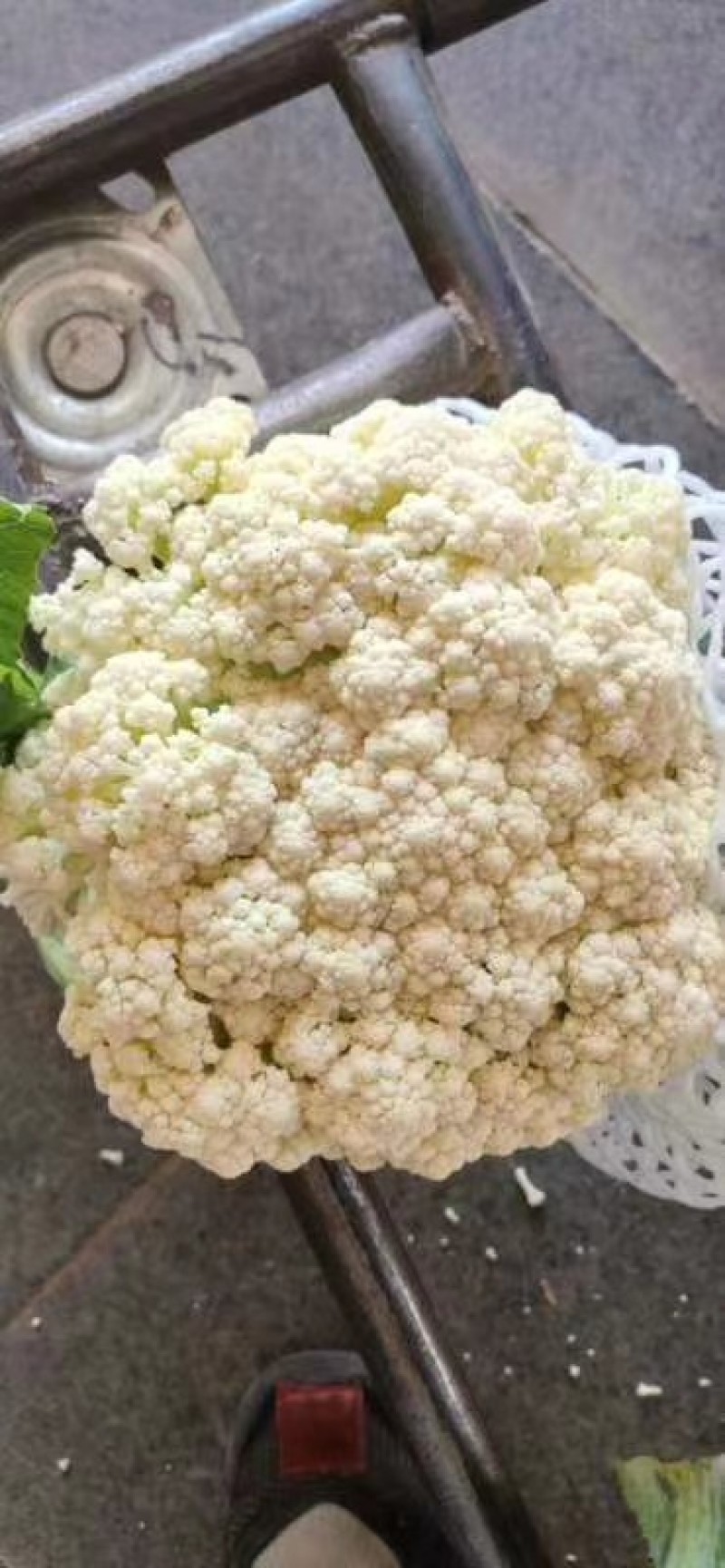 精品甘蓝菜菜
