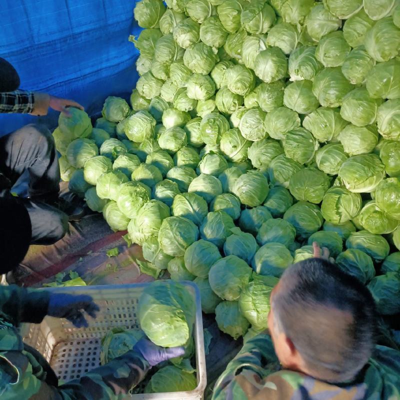 精品甘蓝菜菜