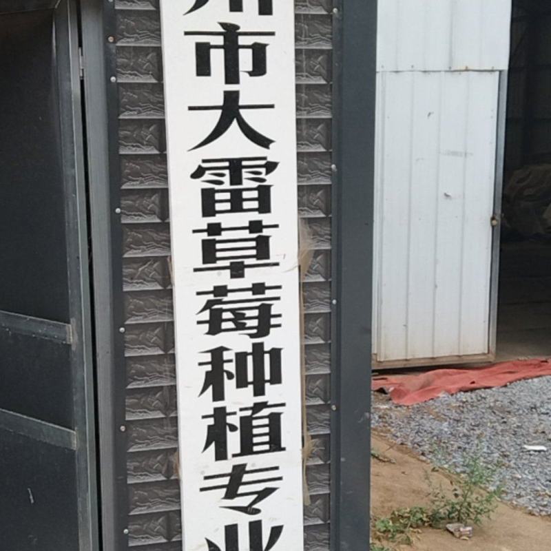 精品毛豆