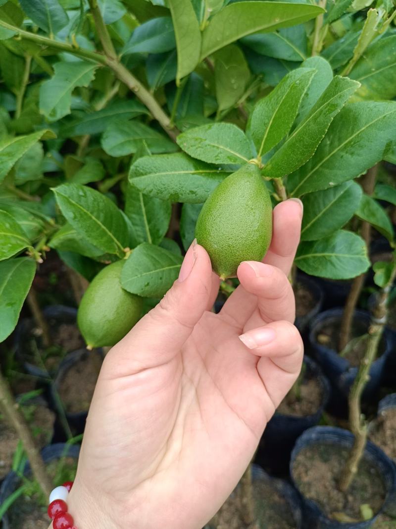 正宗的香水柠檬杯苗