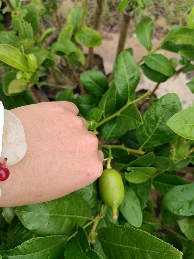 正宗的香水柠檬杯苗