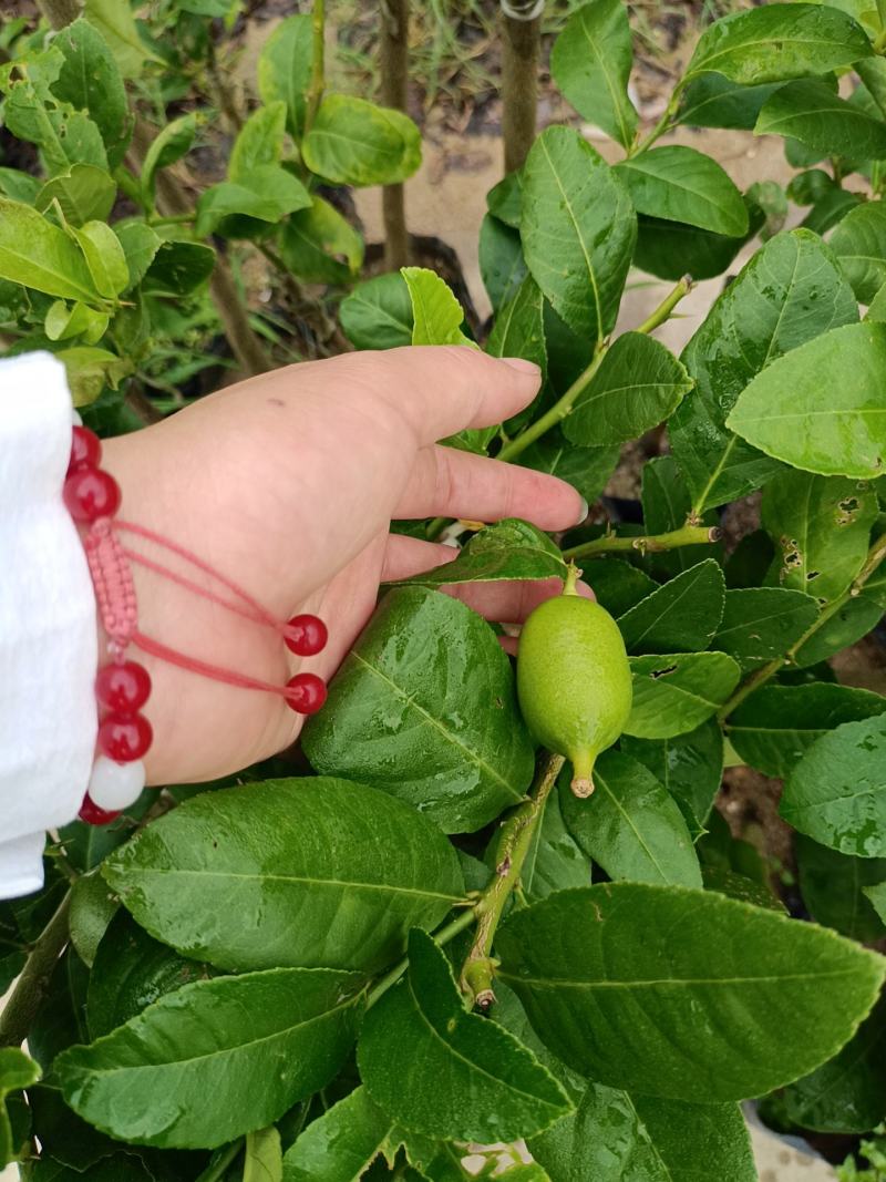 正宗的香水柠檬杯苗