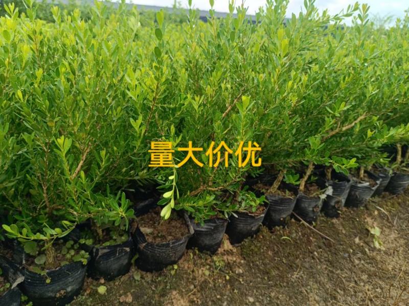 广东皱皮雀舌黄杨杯苗素材产地直销带原杯带土发货