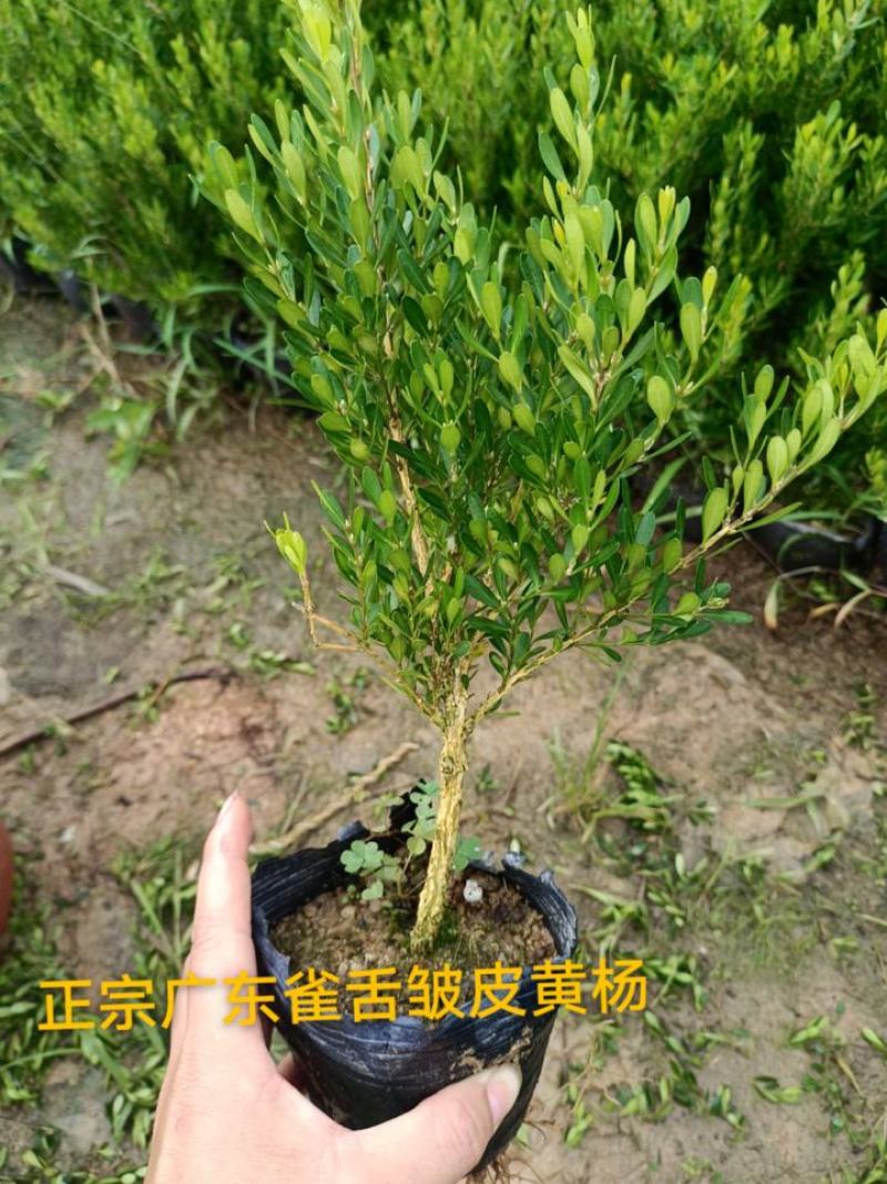 广东皱皮雀舌黄杨杯苗素材产地直销带原杯带土发货