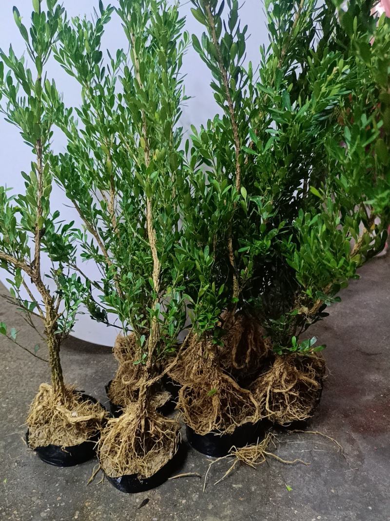 广东皱皮雀舌黄杨杯苗素材产地直销带原杯带土发货