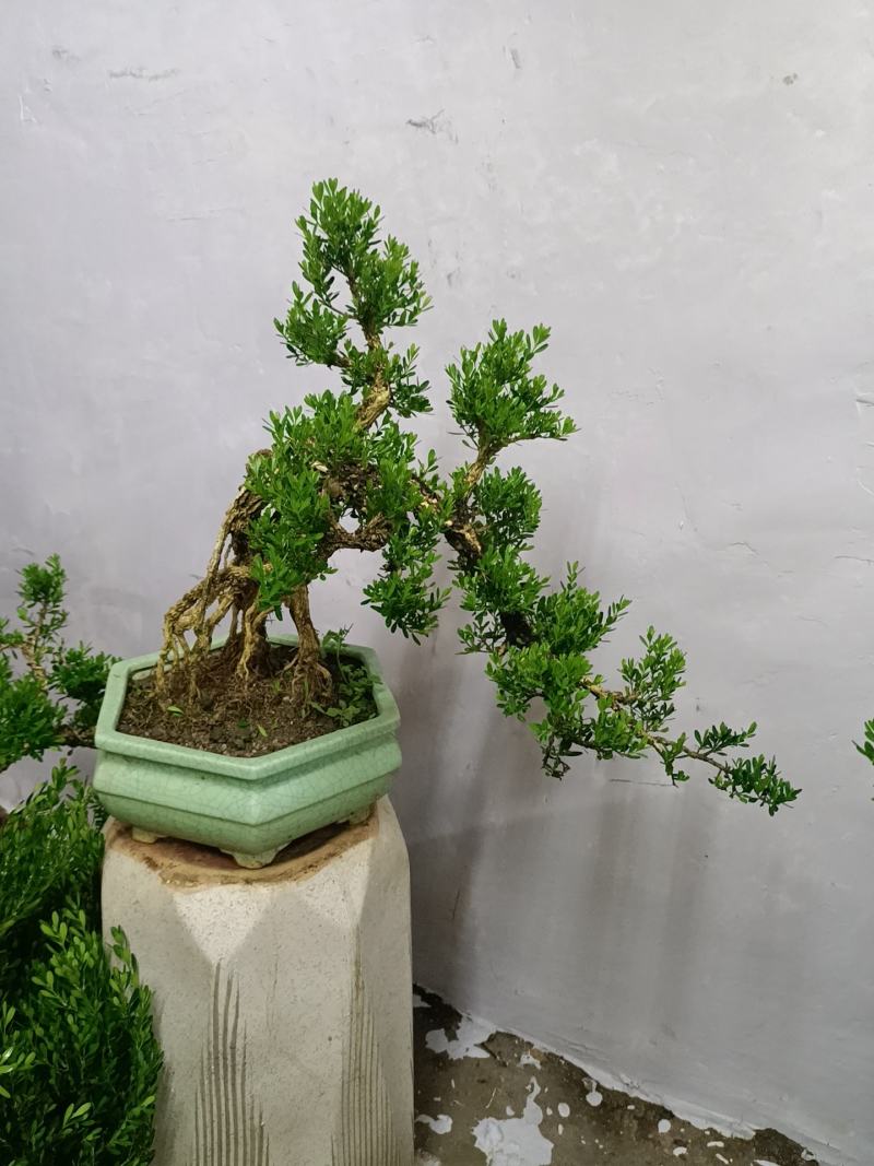 广东皱皮雀舌黄杨杯苗素材产地直销带原杯带土发货