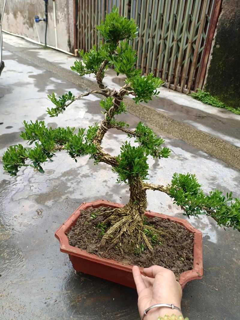 广东皱皮雀舌黄杨杯苗素材产地直销带原杯带土发货