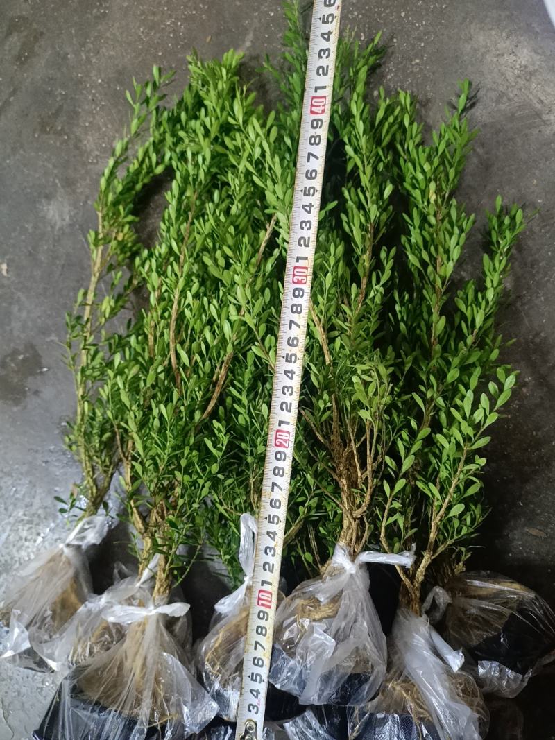 广东皱皮雀舌黄杨杯苗素材产地直销带原杯带土发货