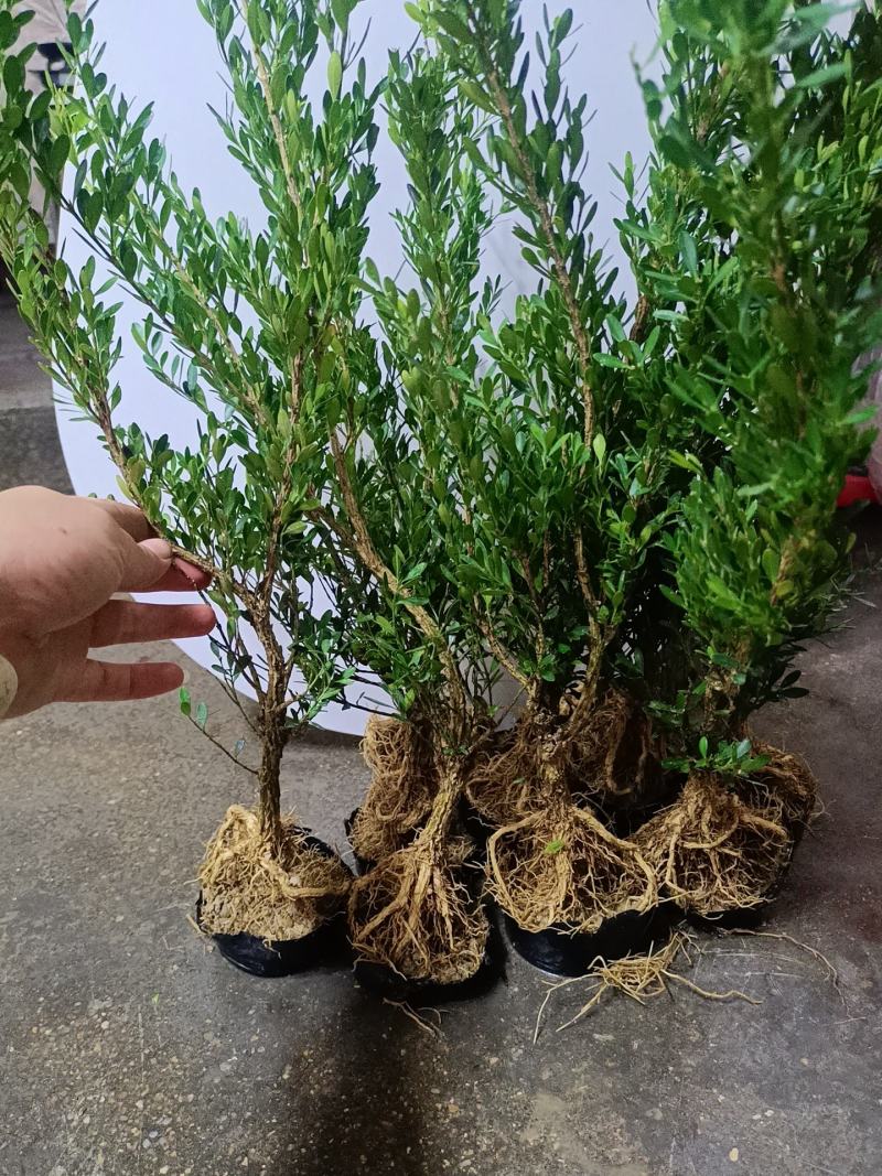 广东皱皮雀舌黄杨杯苗素材产地直销带原杯带土发货