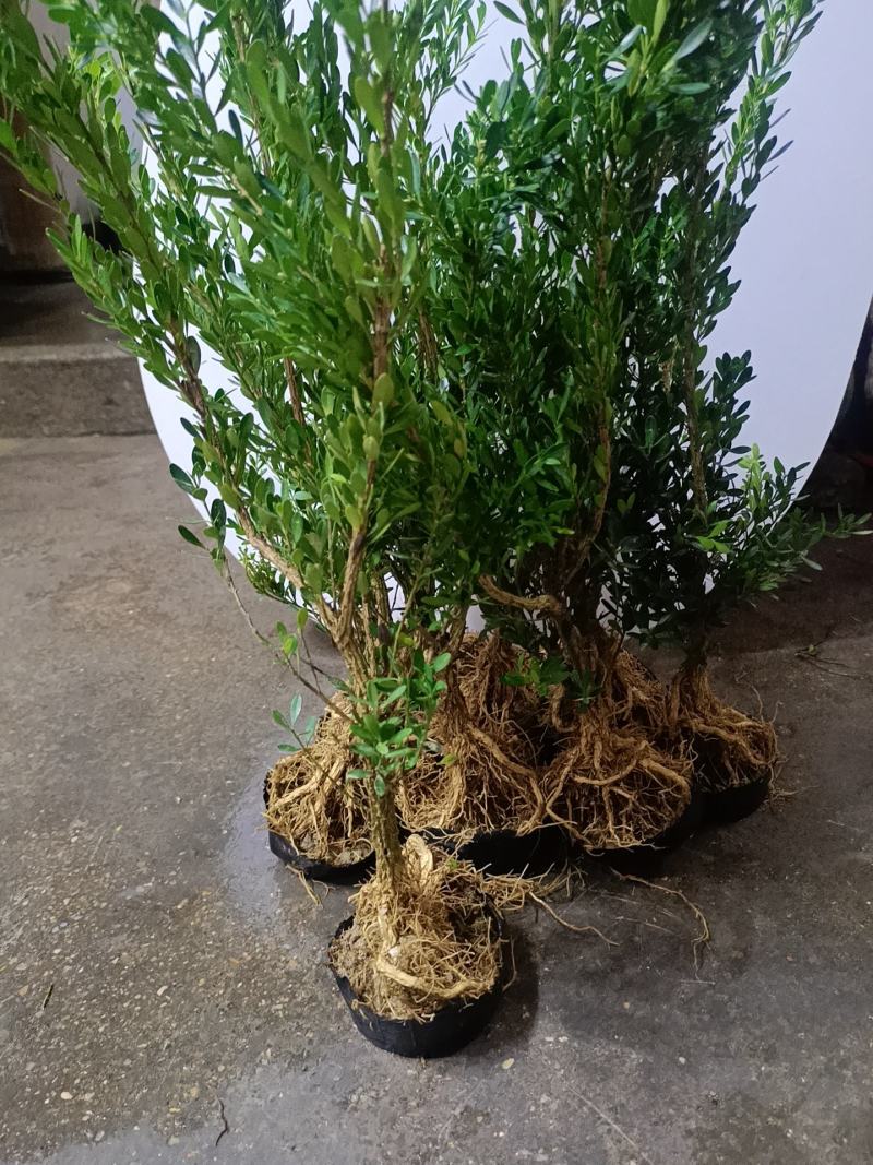 广东皱皮雀舌黄杨杯苗素材产地直销带原杯带土发货