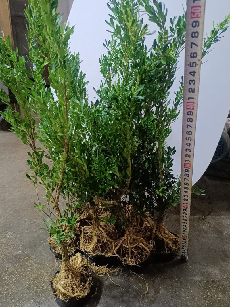 广东皱皮雀舌黄杨杯苗素材产地直销带原杯带土发货