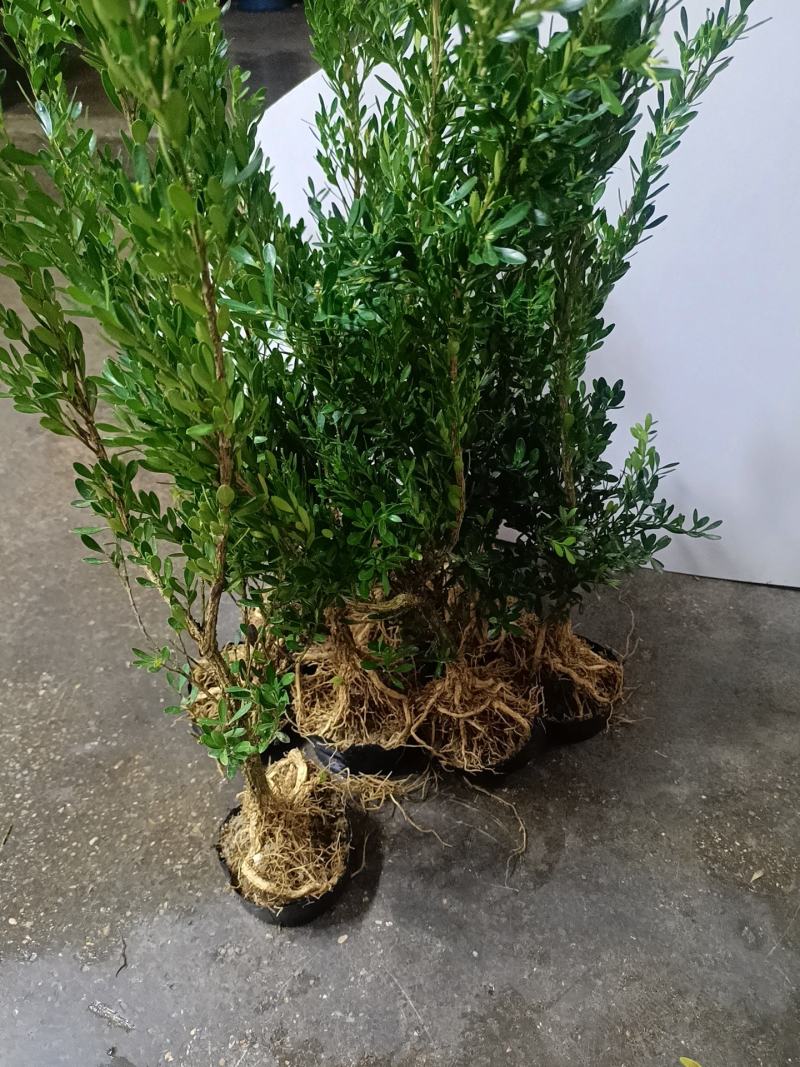 广东皱皮雀舌黄杨杯苗素材产地直销带原杯带土发货