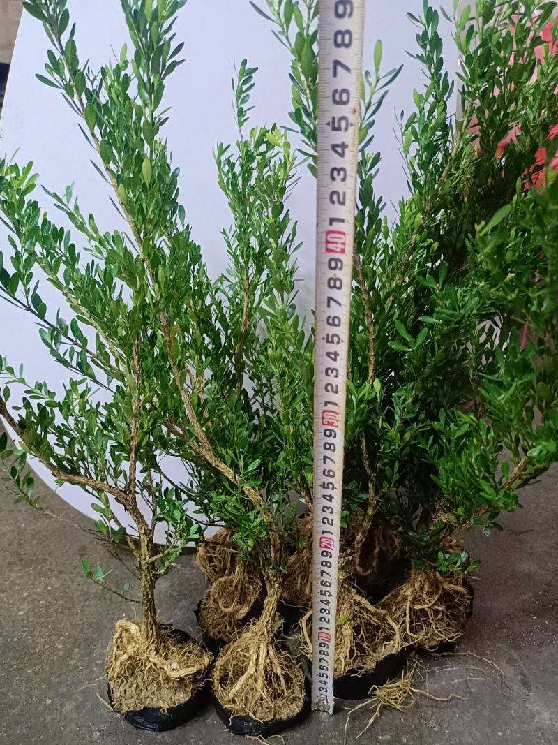 广东皱皮雀舌黄杨杯苗素材产地直销带原杯带土发货