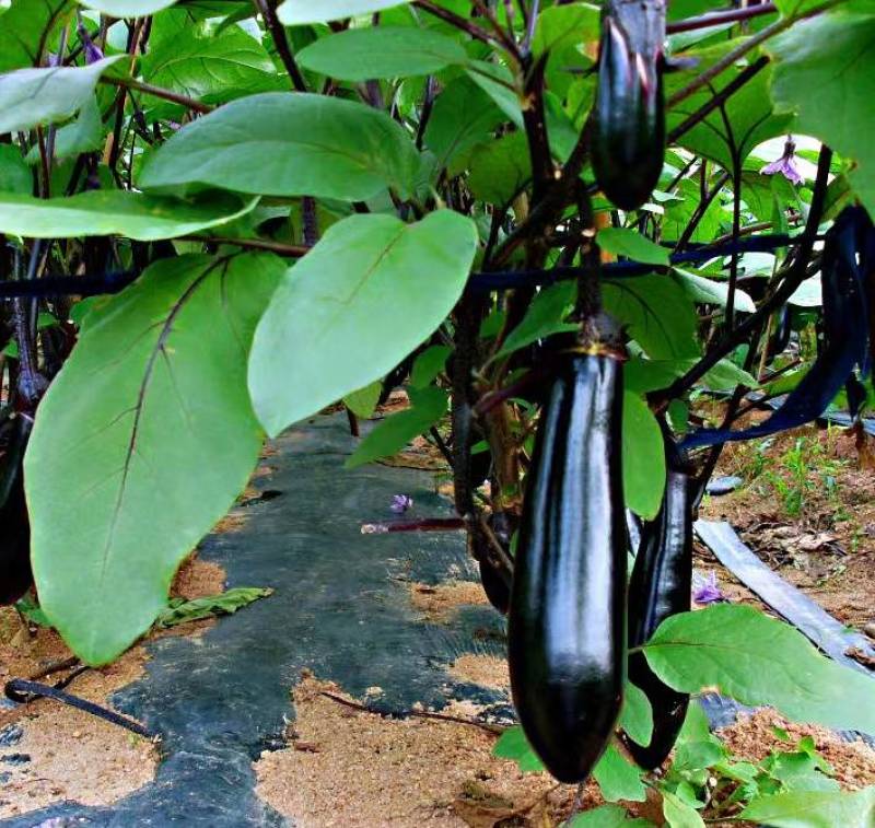 泷井交配紫龙茄子种子烧烤茄子种子越冬早春大棚春秋露地