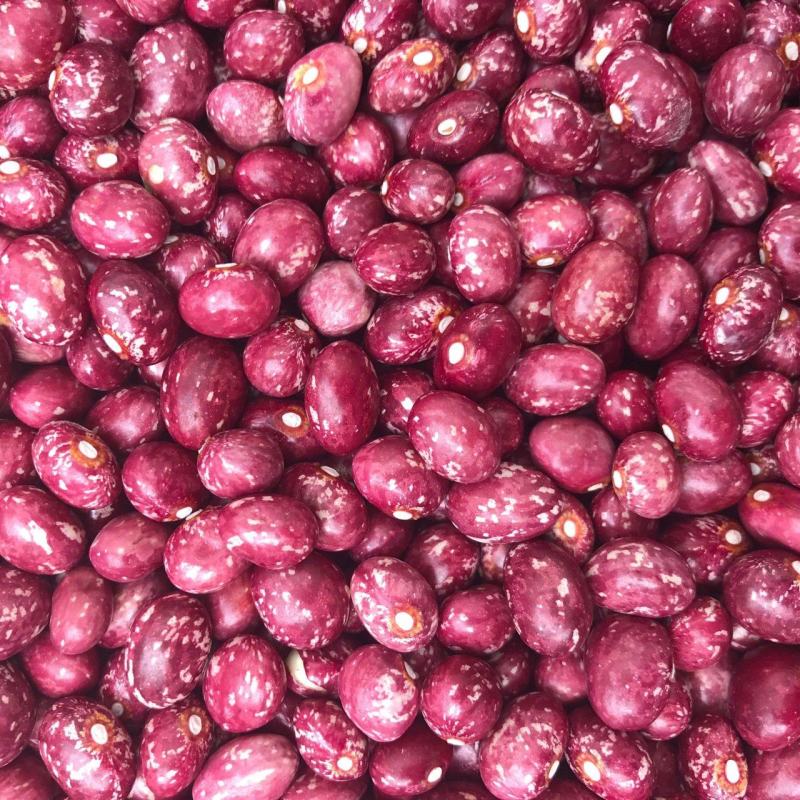 云南农家自种新货金丝豆圆红豆红豆大红豆展销会特产